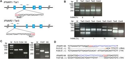 Development and characterization of type I interferon receptor knockout sheep: A model for viral immunology and reproductive signaling